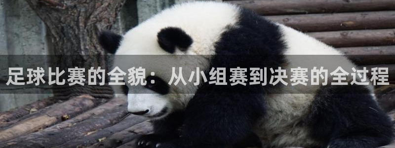 足球比赛的全貌：从小组赛到决赛的全过